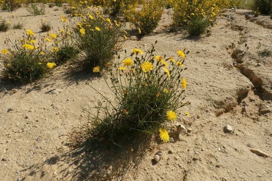 Säbel-Kratzdistel 15