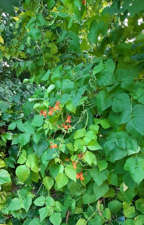 Runner bean 15