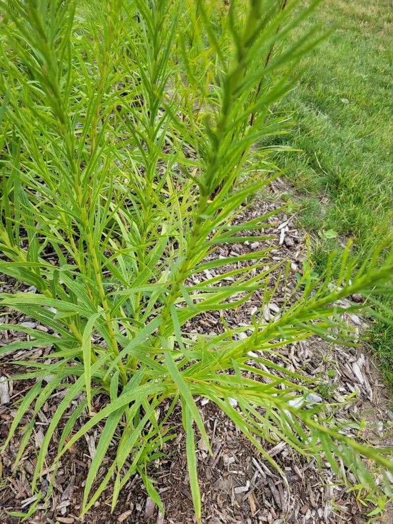 Liatris 15