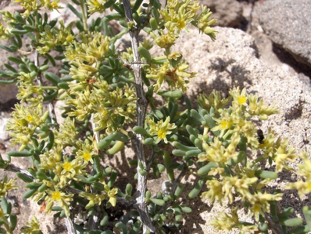 Gymnocarpos 10
