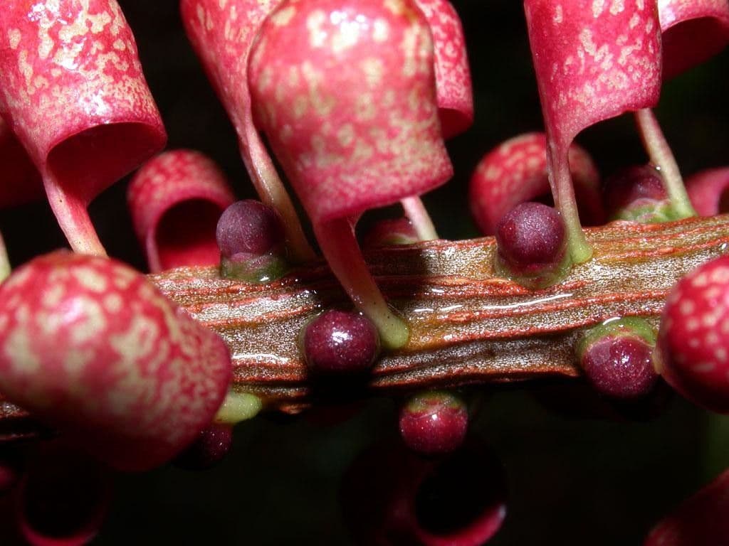Sarcopera 7