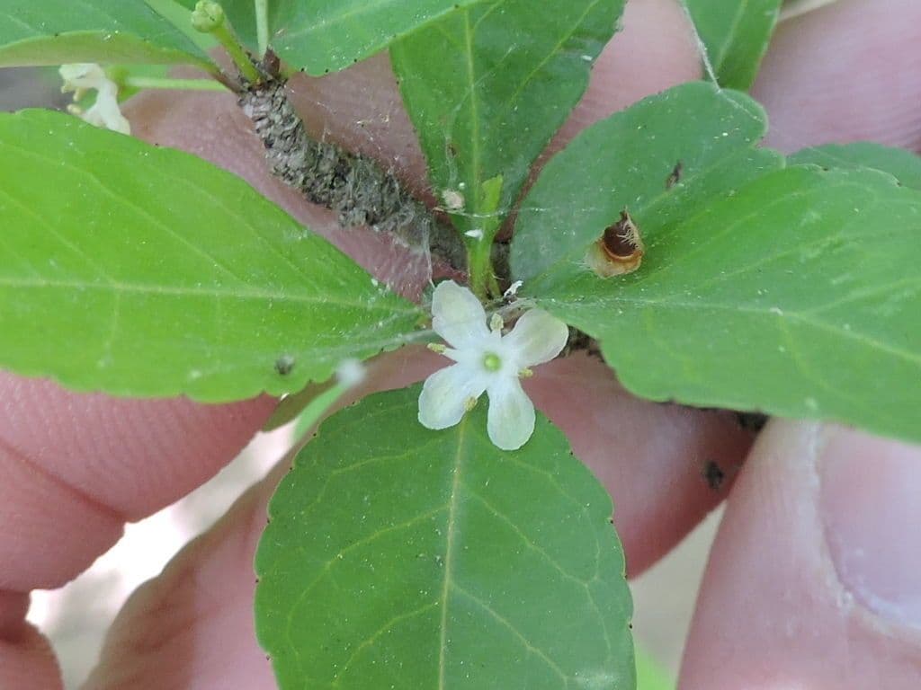 Ilex decidua 8