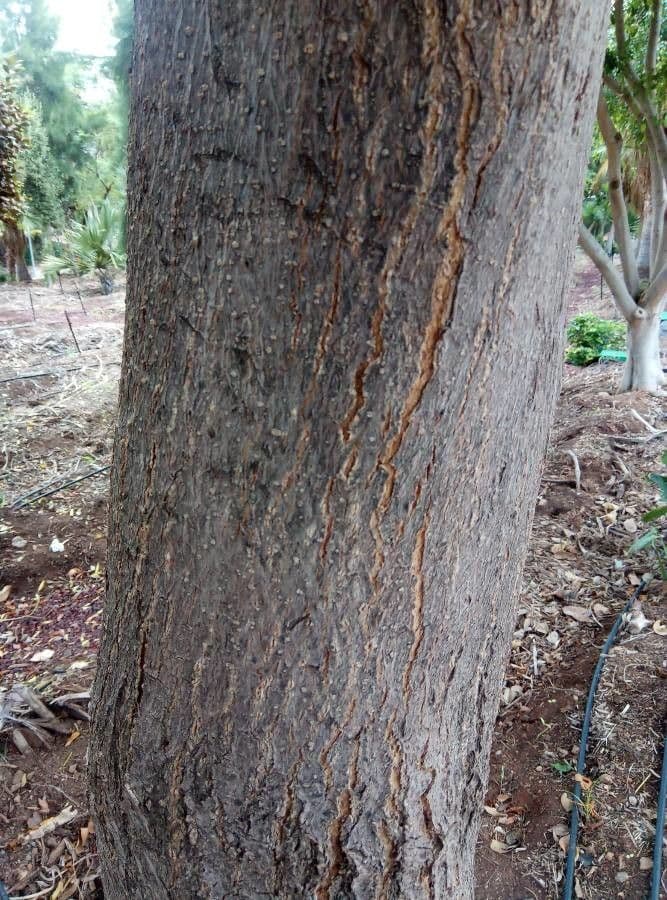 Tabebuia 21