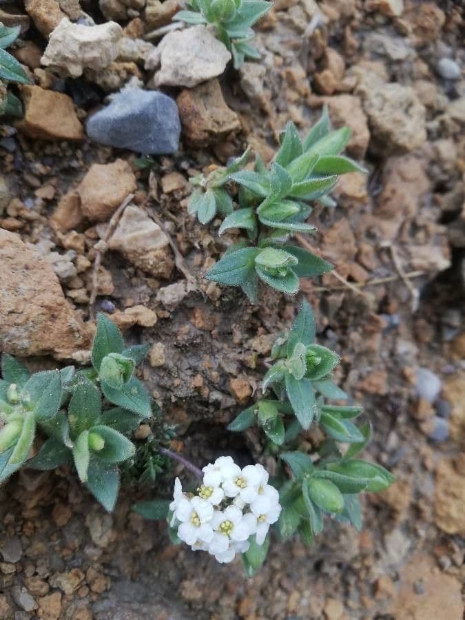 Draba tomentosa 4