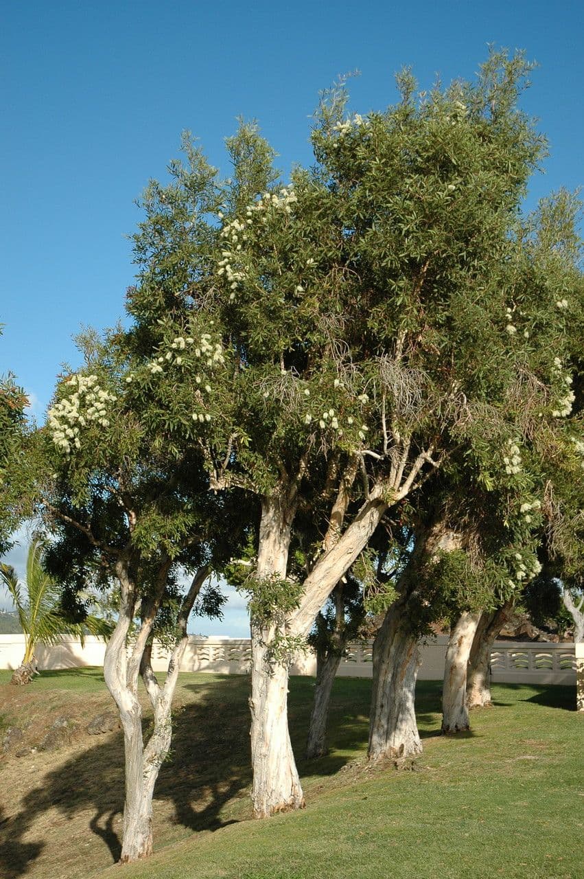 Melaleuca bianca 2