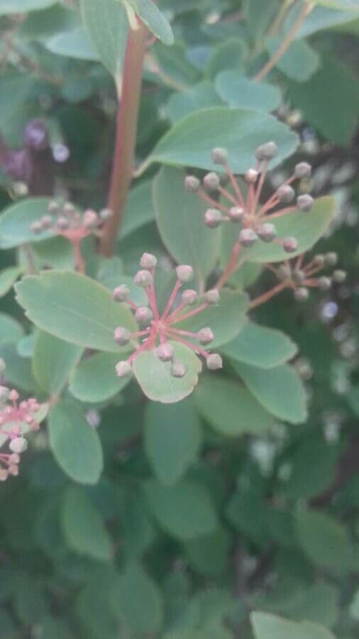 Spirea trilobata 29