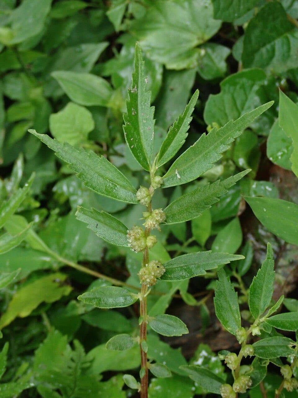 Elatostema 3
