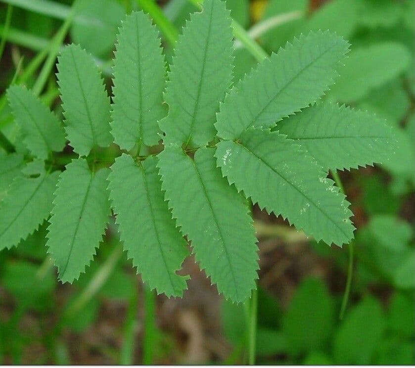 Sanguisorba canadese