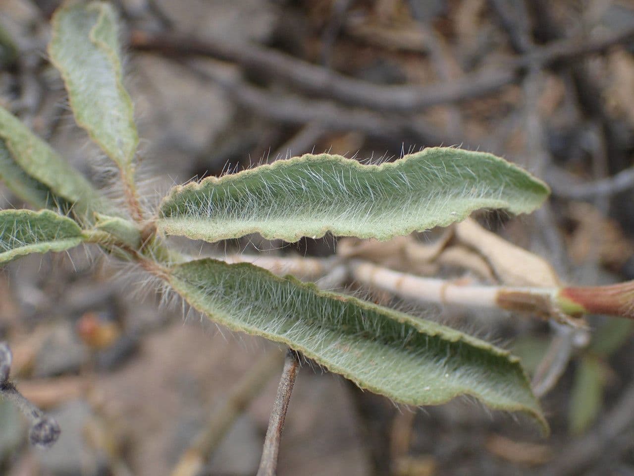 Cistus 12