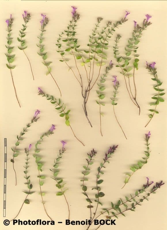 Micromeria marginata 19