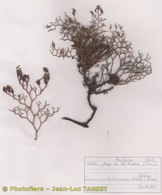 Limonio contorto 3