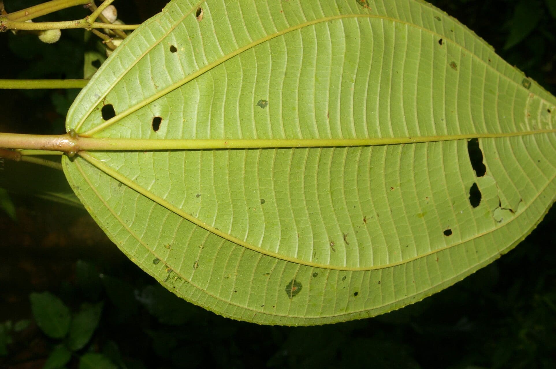 Axinaea 7