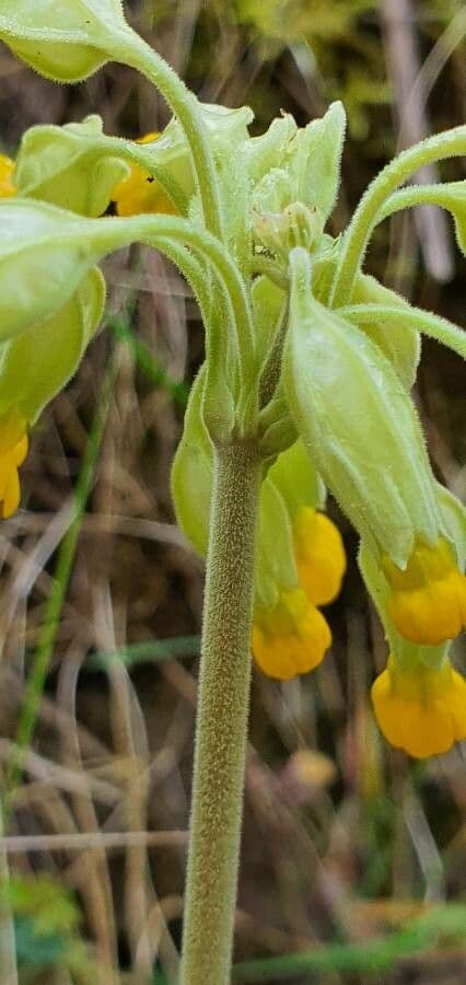 Primavera 22