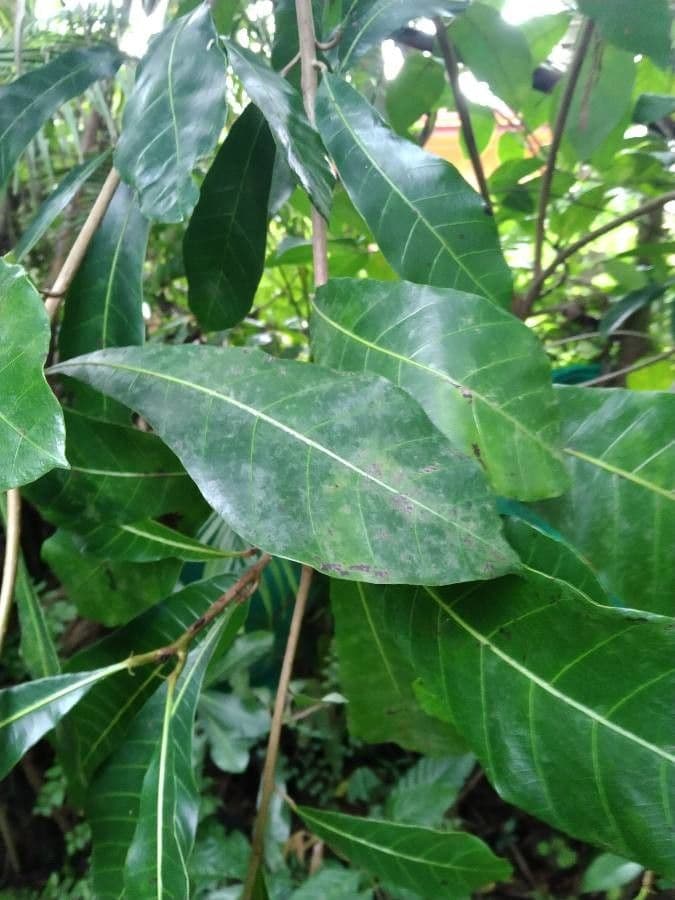 Wild cashew 5