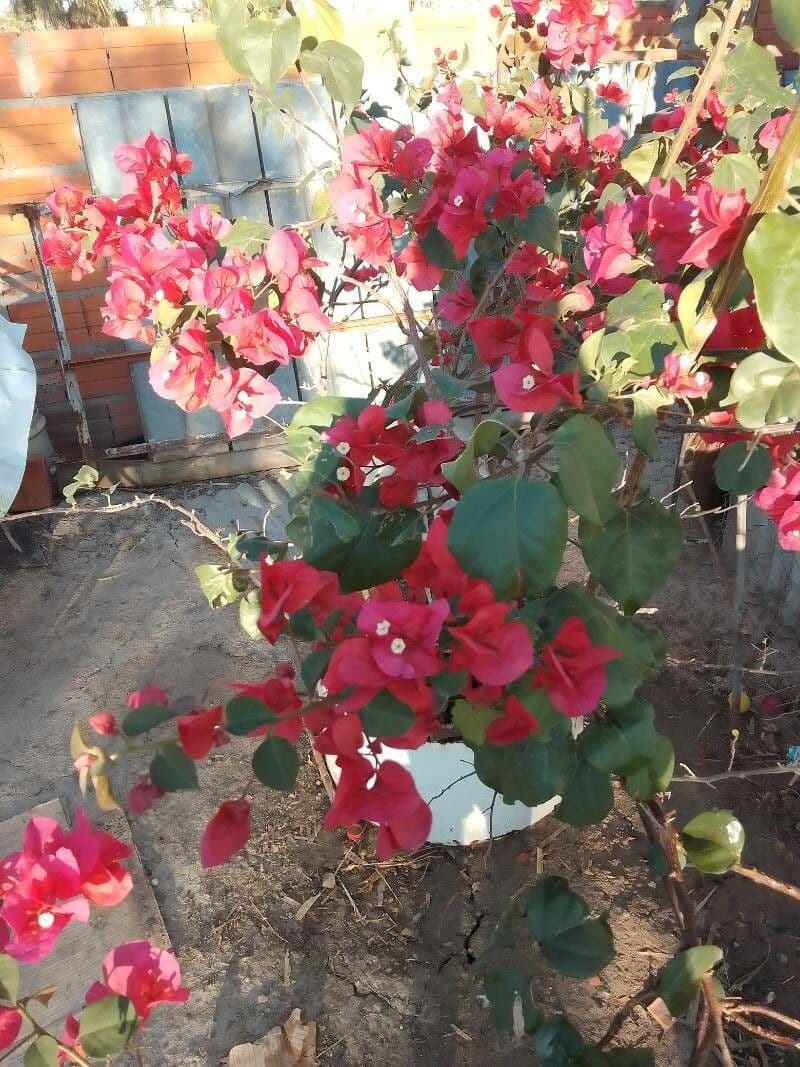 Bougainvillea 11
