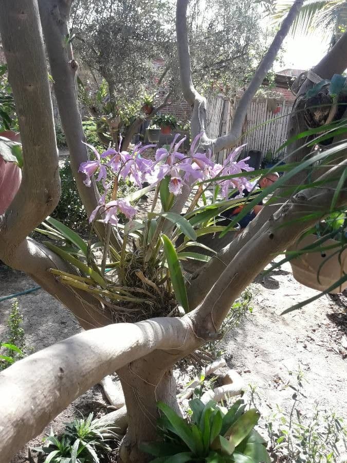 Loddiges-Cattleya 6