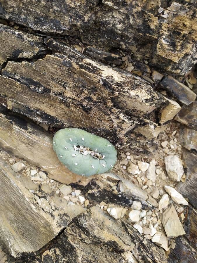 Peyote