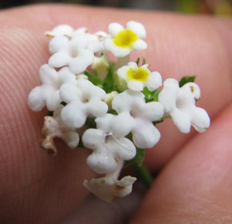 Lantana áspera 2