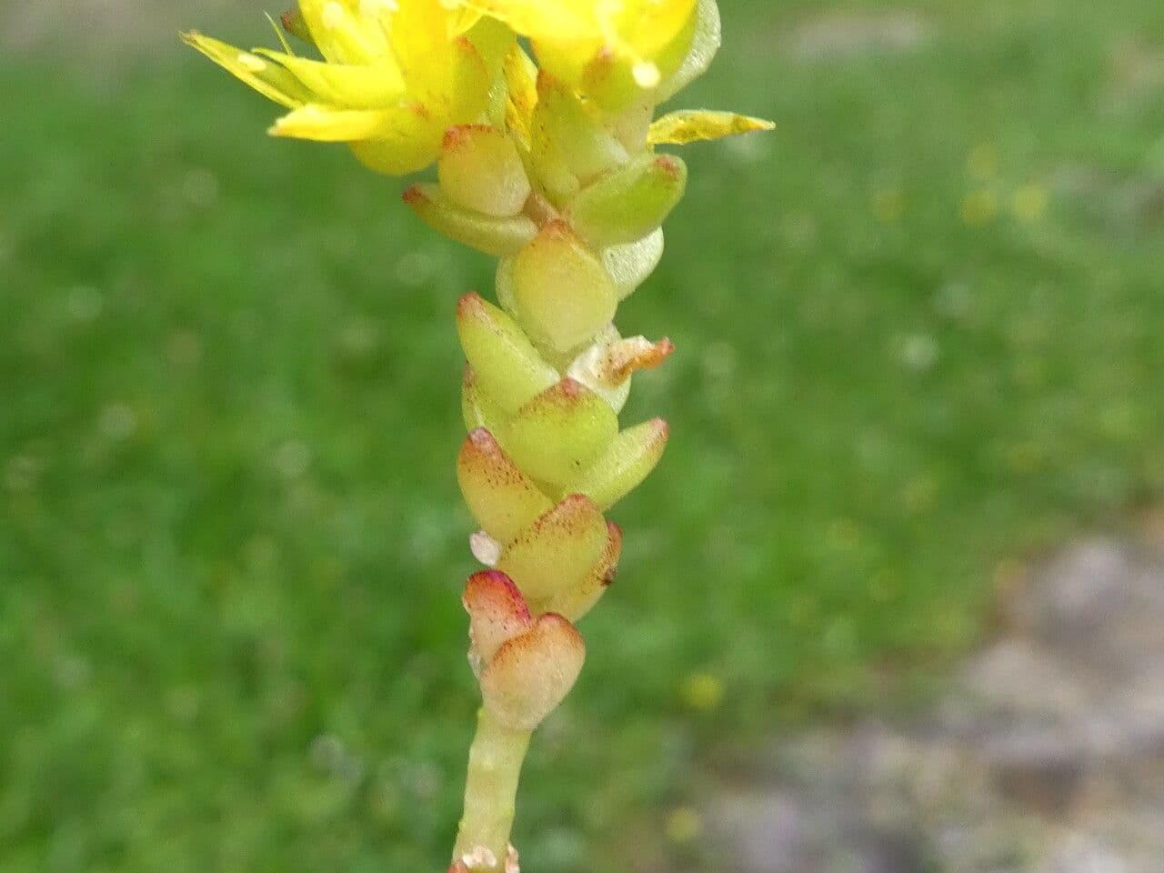 Borracina acre 25