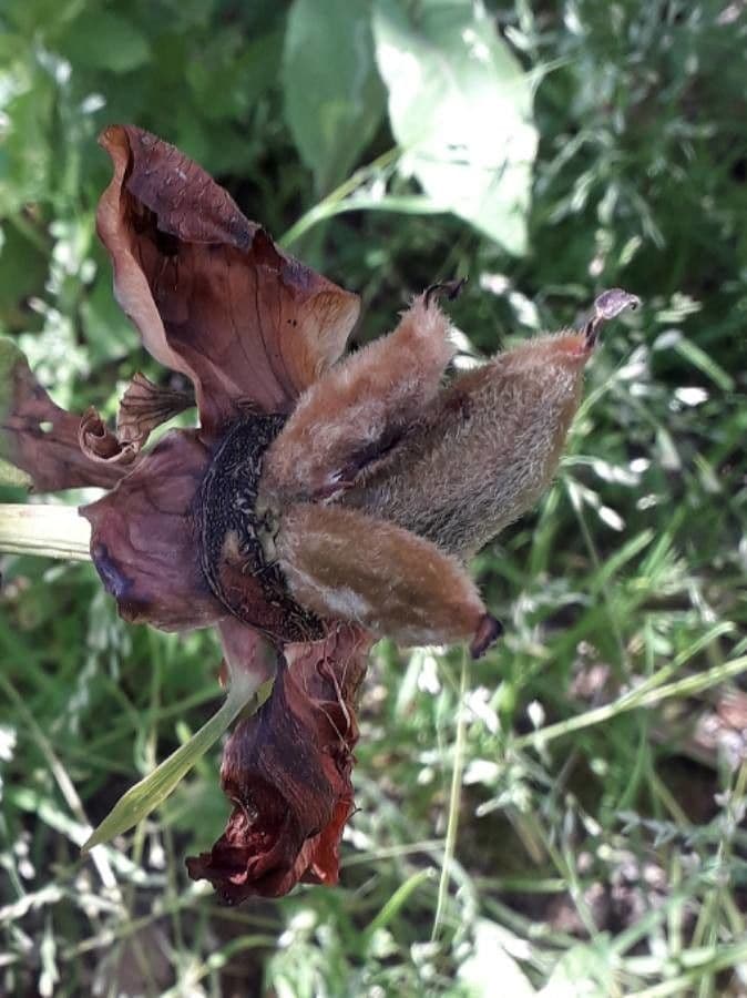 Peonia mascula 4