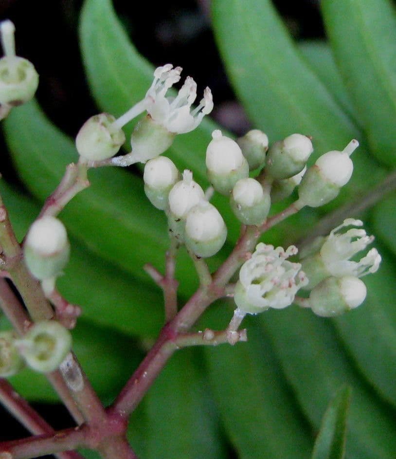Miconia 4