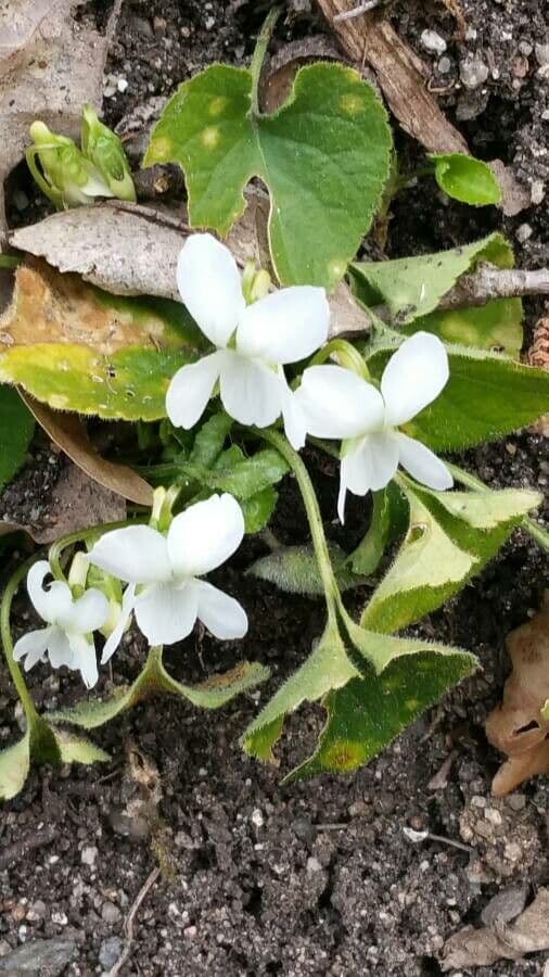 Viola bianca 19