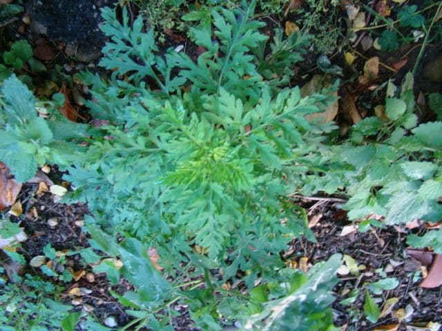 Ambrózia palinolistá 11