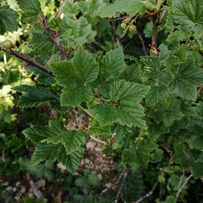 Ribes petraeum 20
