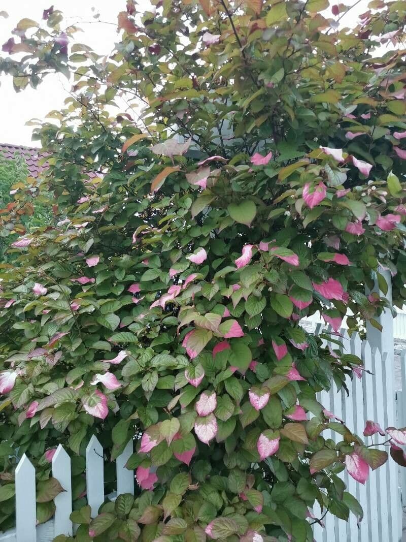 Actinidia kolomikta 7