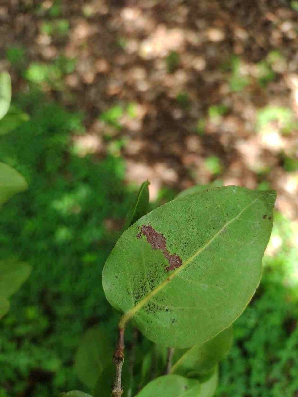 Eugenia 7