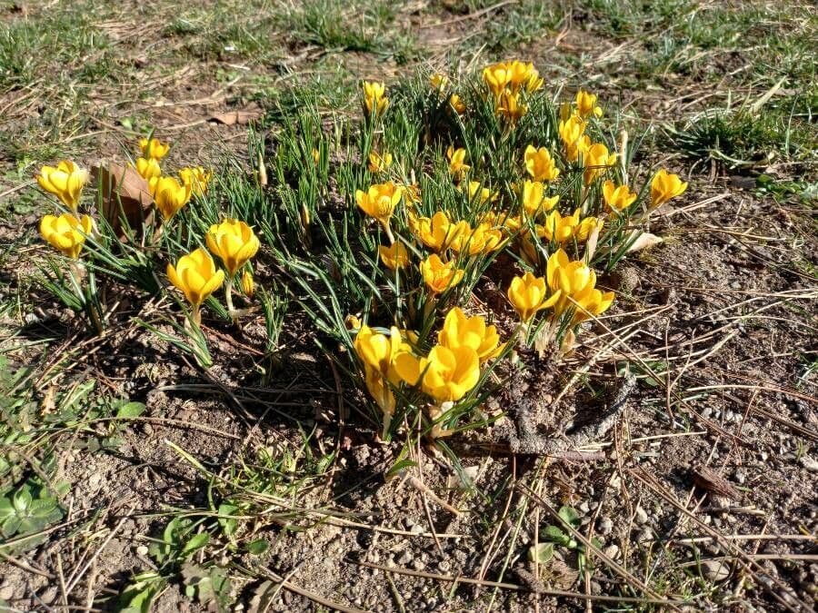 Goldkrokus 6