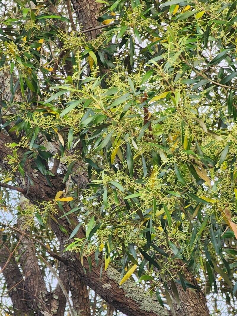 Acacia 9