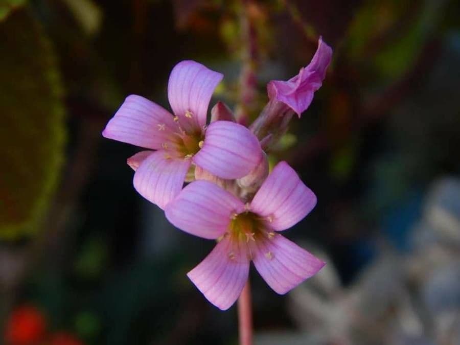 Kalanchoe 3