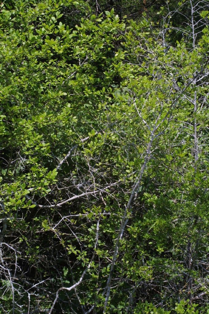 Forestiera ligustrina 2