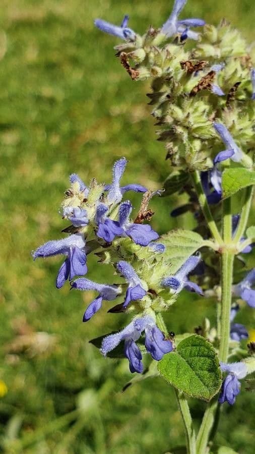 Salvia