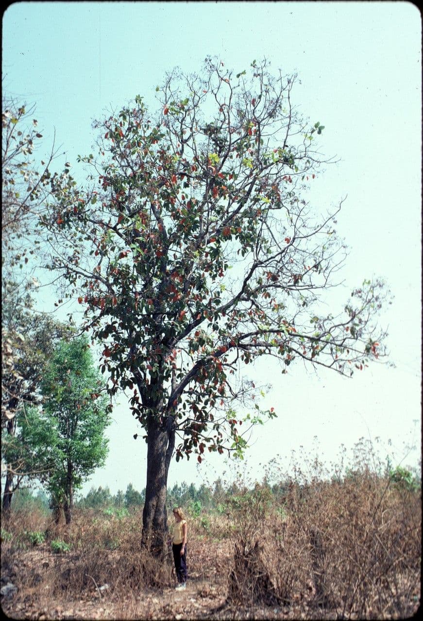 Gluta 3