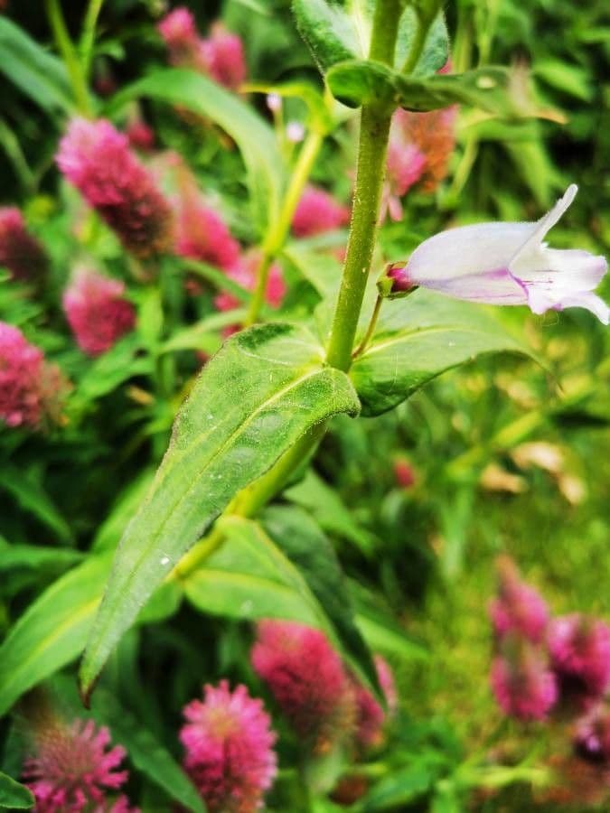 Penstemon cobaea 11