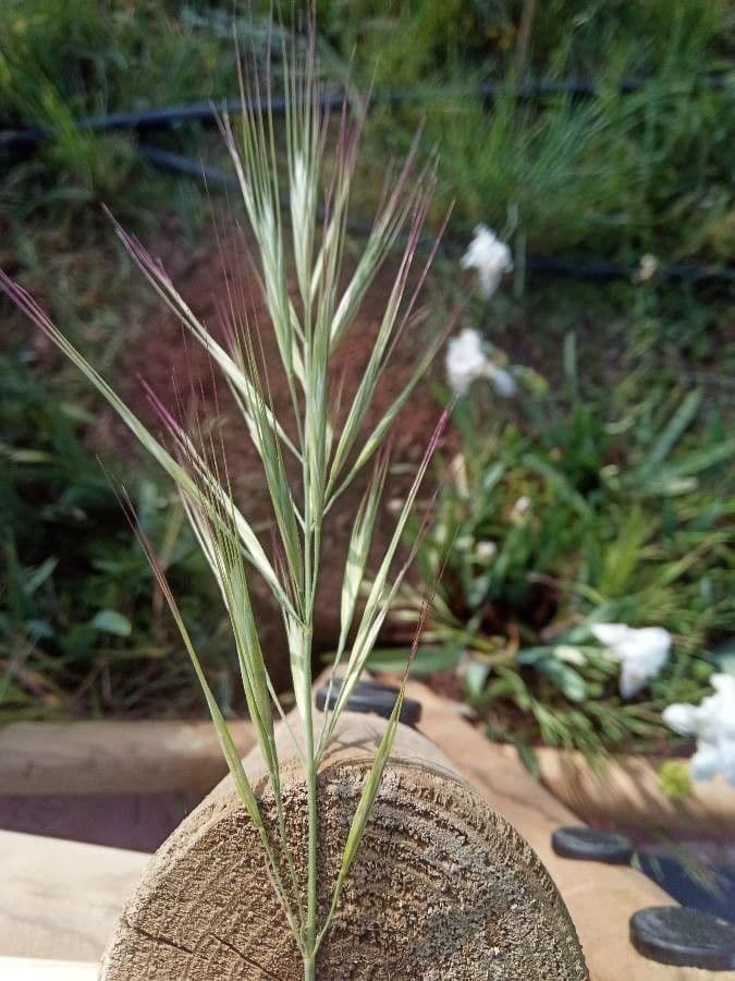 Brome lancéolé 19