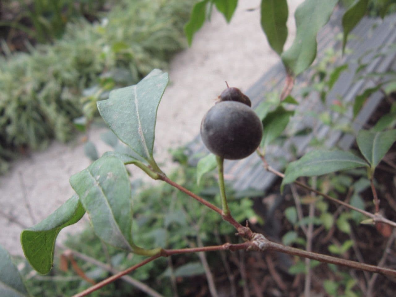 Eugenia uruguaiana