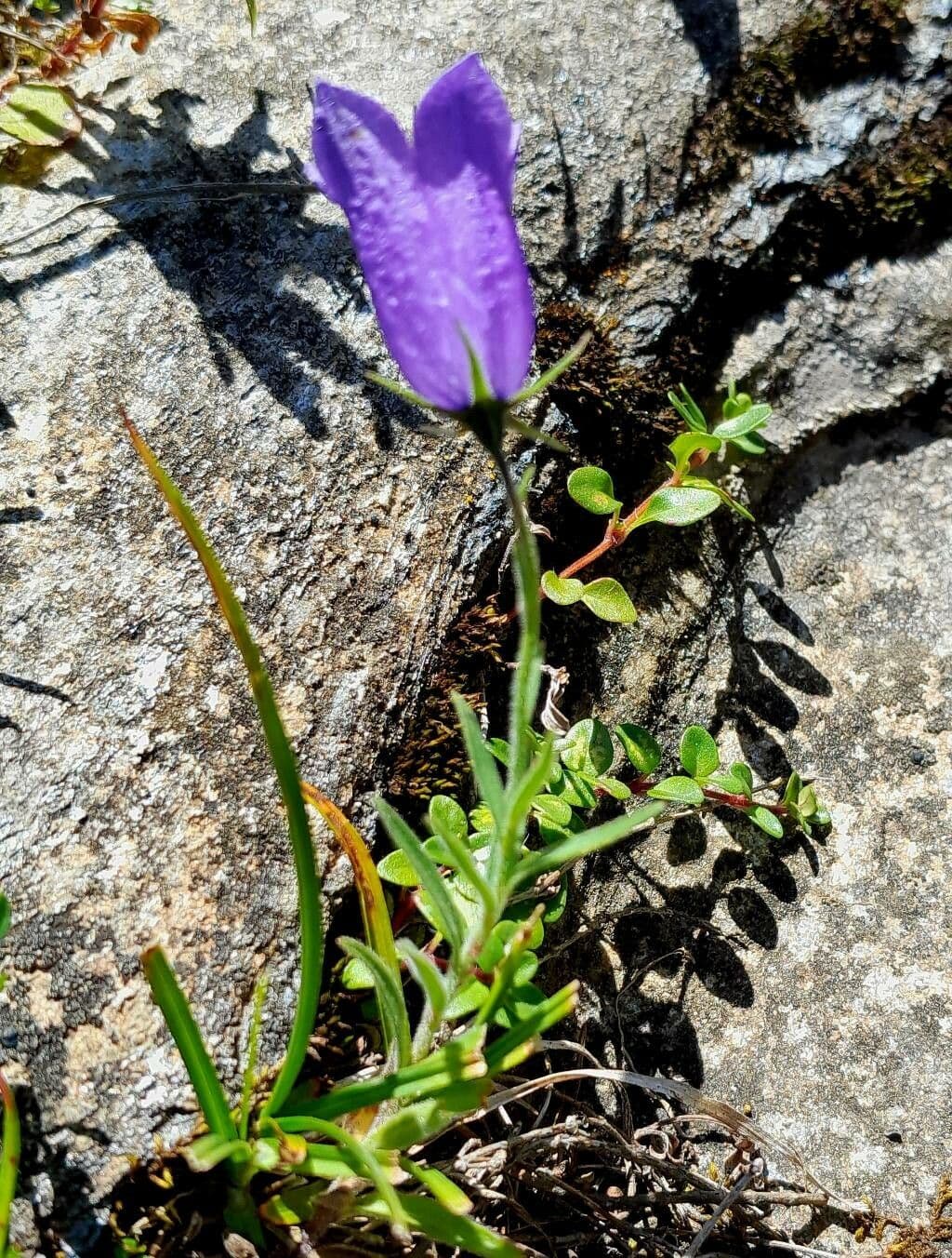 Campanula alpestre 11