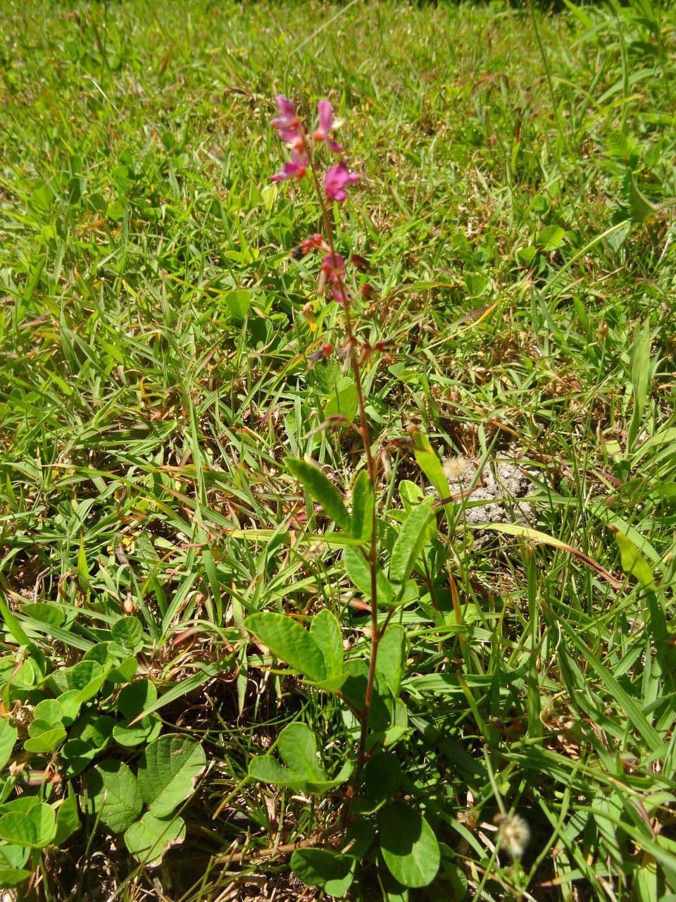 Desmodium 13