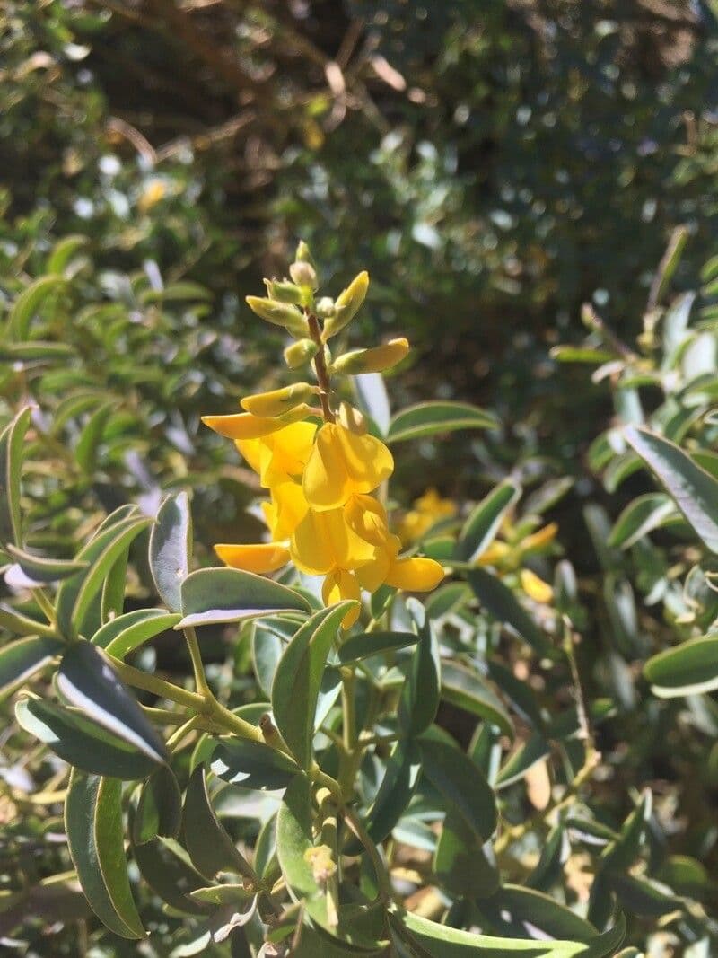 Adenocarpus 3