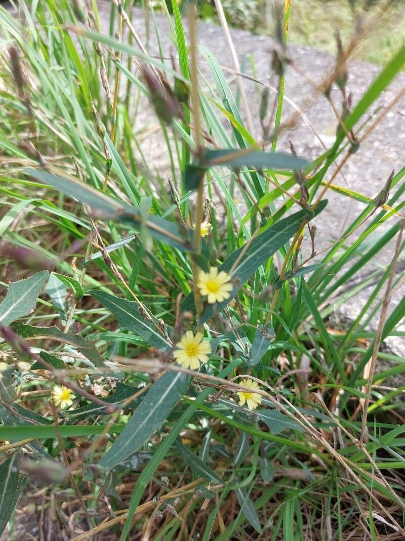 Lactuca saligna 7