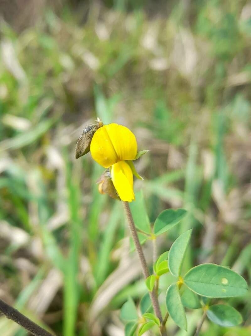 Crotalaria incana 9
