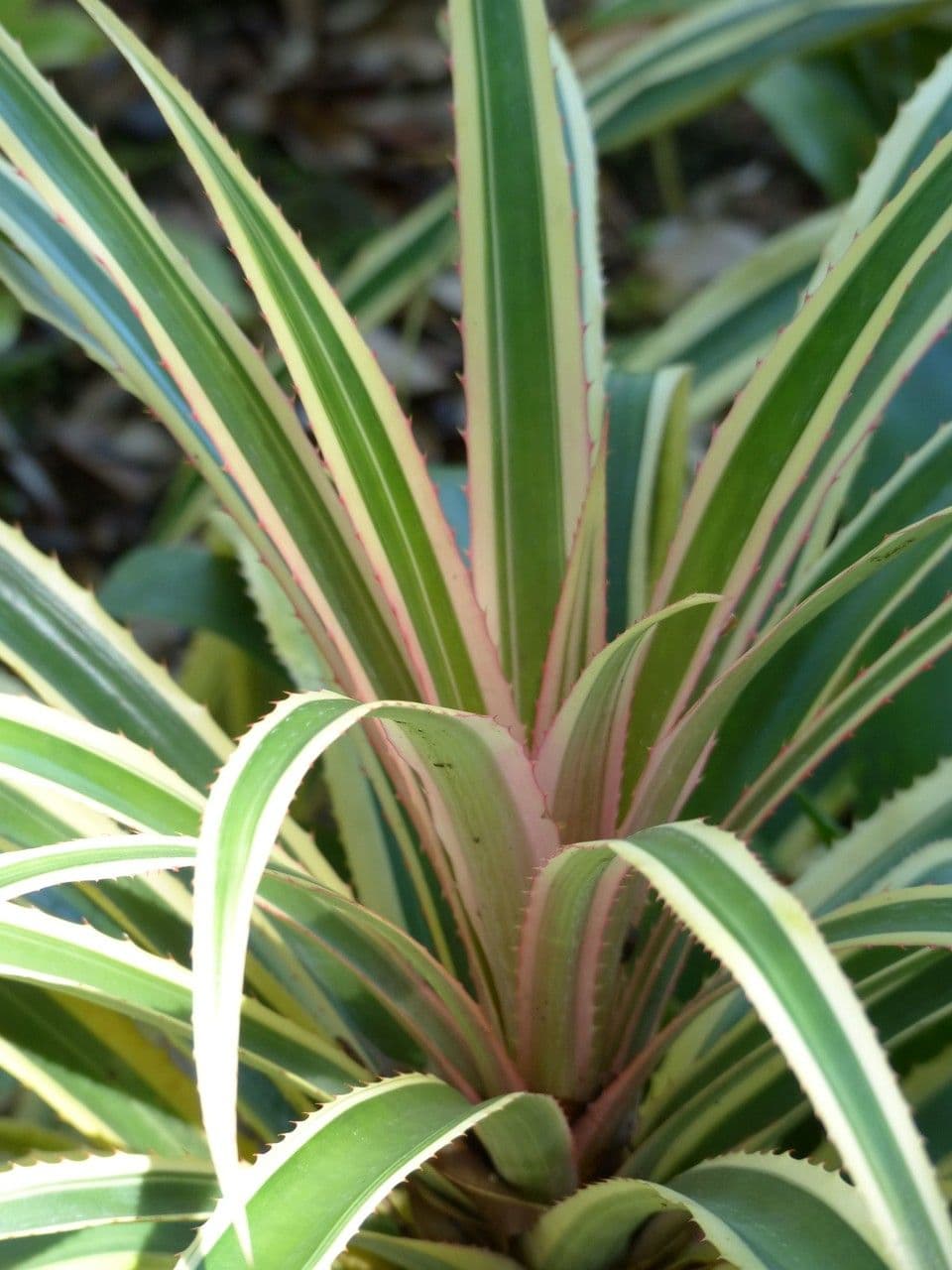 Ananas 17