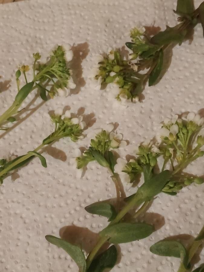 Lepidium 29