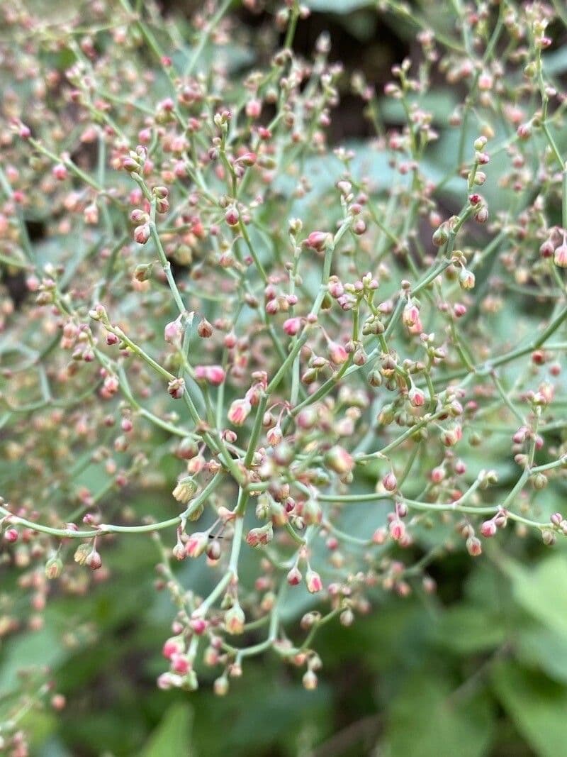 Rumex maderensis 6