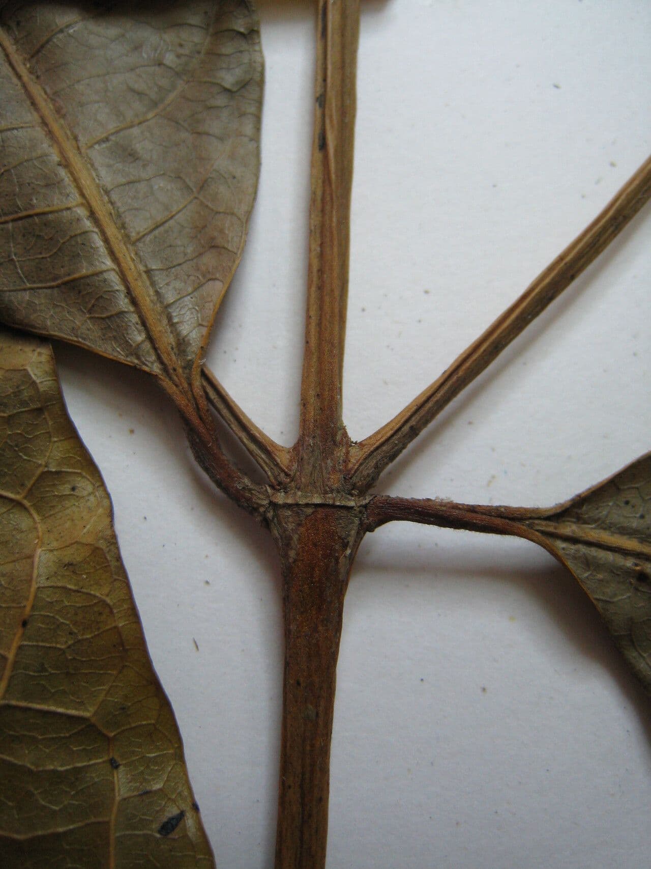 Faramea