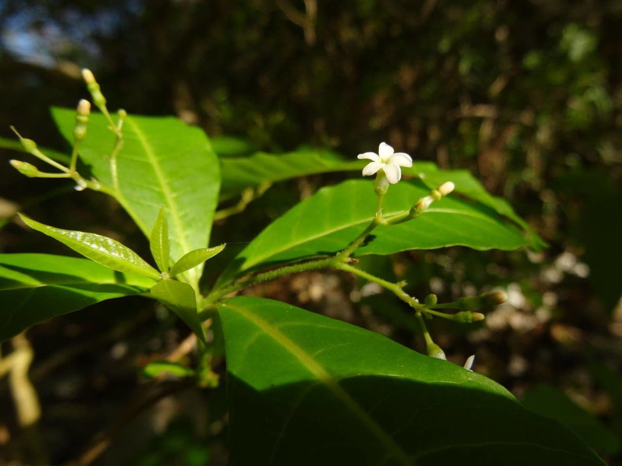 Rauvolfia viridis 9