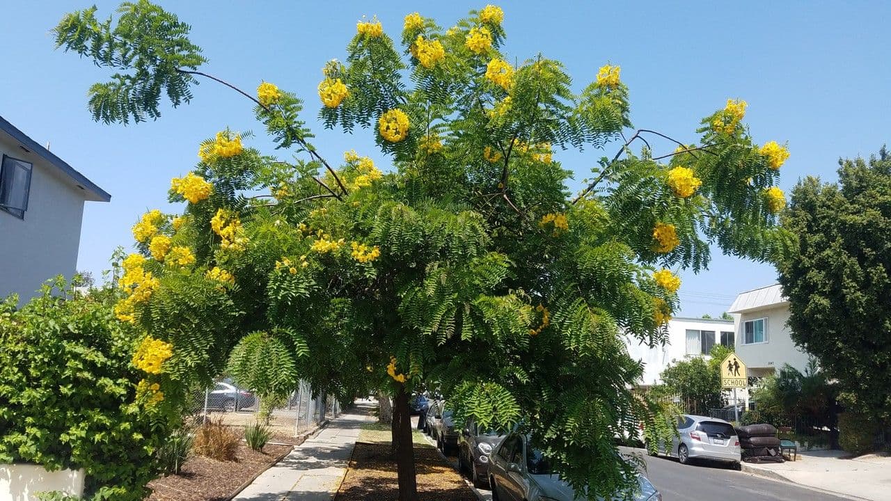 Cassia 12